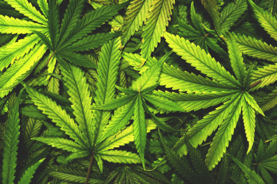 Токсична ли марихуана легендарные сорта марихуаны