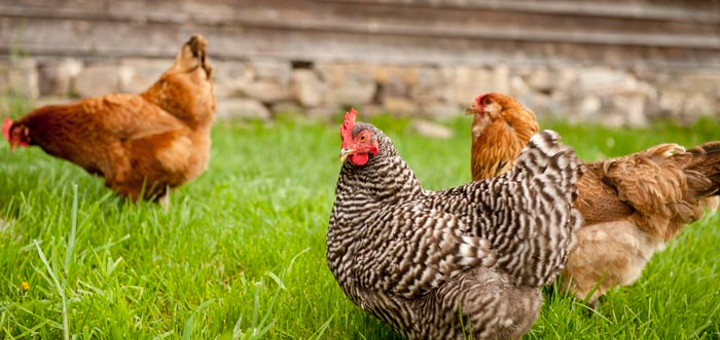 Кокошки на конопена диета снасят богати на омега-3 яйца