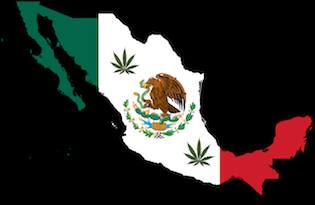 Правителството на Мексико клони към легализация на конопа