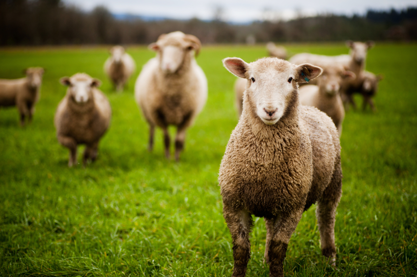 Стадо овце изяжда огромно количество канабис, по погрешка
